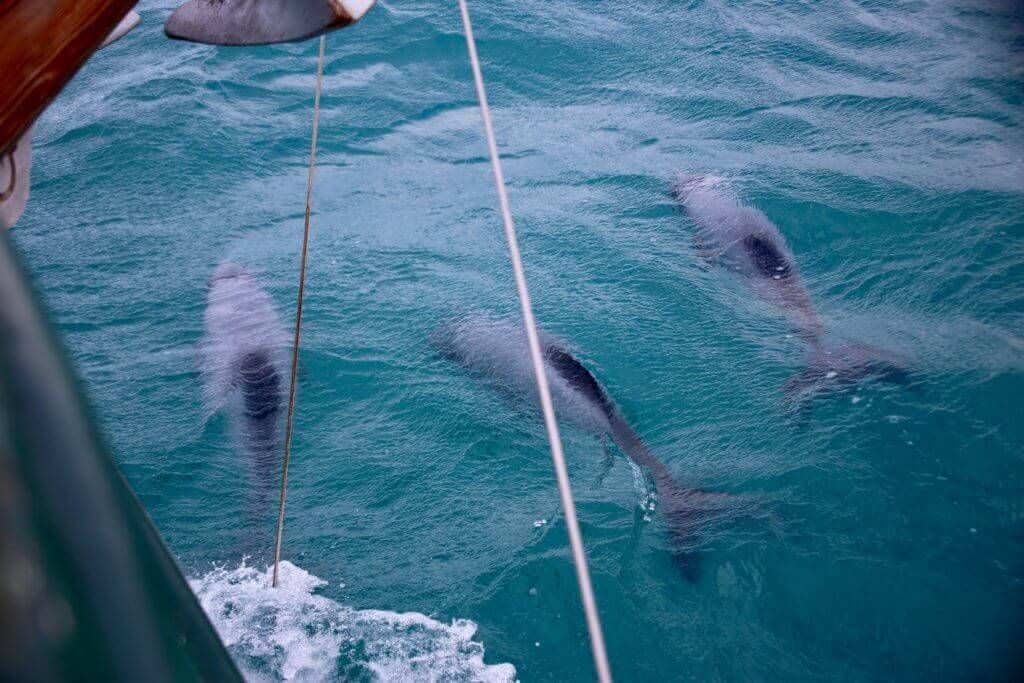 neuseeland-akaroa-bootstour-tierbeobachtung-delphine-delfine-tagestrip-tagesausflug-empfehlung