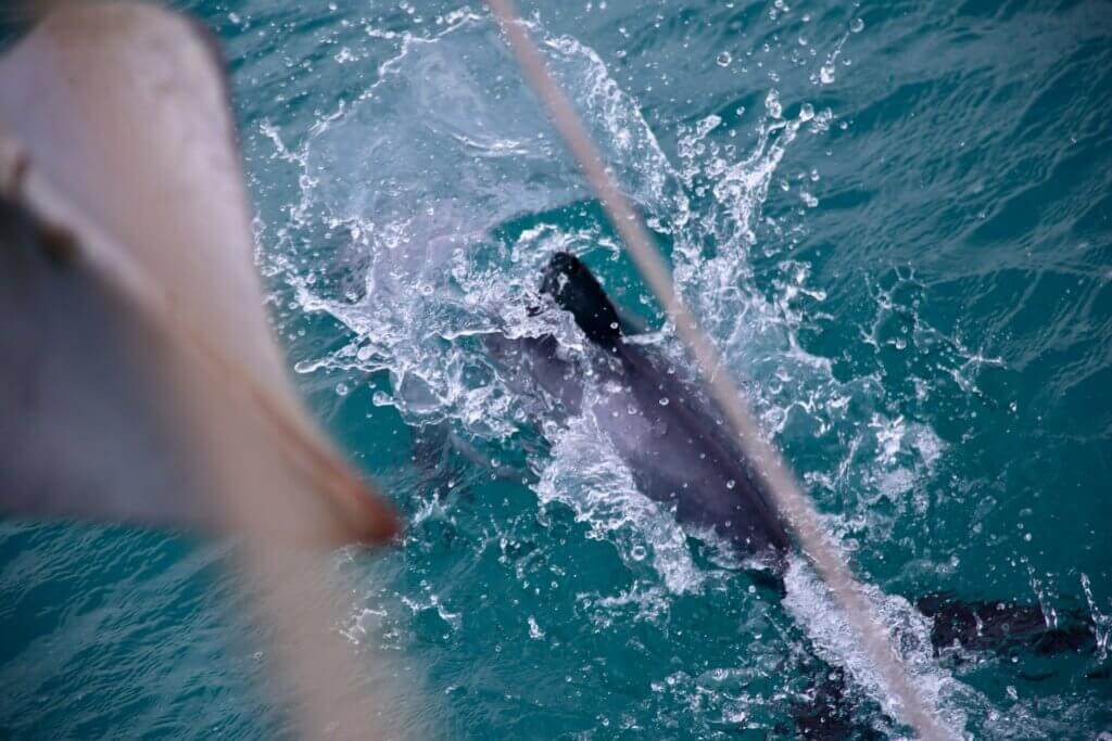 neuseeland-akaroa-bootstour-tierbeobachtung-delphine-delfine-tagestrip-tagesausflug-empfehlung