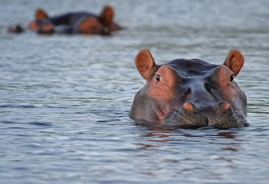 südafrika-mietwagenrundreise-safari-buchen-garden-route-wildlife-nationalpark-gruppenreise-planen-reisespezialist-fuer-afrika südafrika-mietwagenrundreise-safari-buchen-garden-route-wildlife-nationalpark-gruppenreise-planen-reisespezialist-fuer-afrika