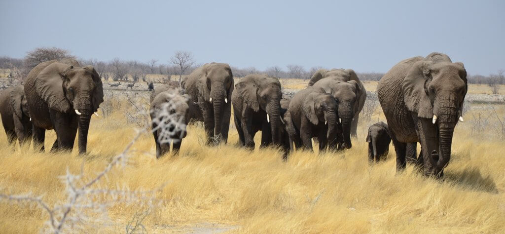 afrika-urlaub-planen-safaris-individuelle-rundreise-planen-reisespezialist-namibia afrika-urlaub-planen-Mietwagenrundreise-Namibia-safaris-individuelle-rundreise-planen-reisespezialist-namibia