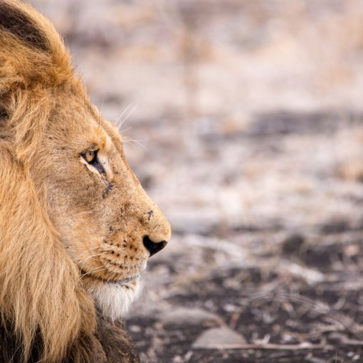 suedafrika-tiere-mietwagenrundreise-buchen-rundreise-planen-reisespezialist-mietwagenrundreise-safari