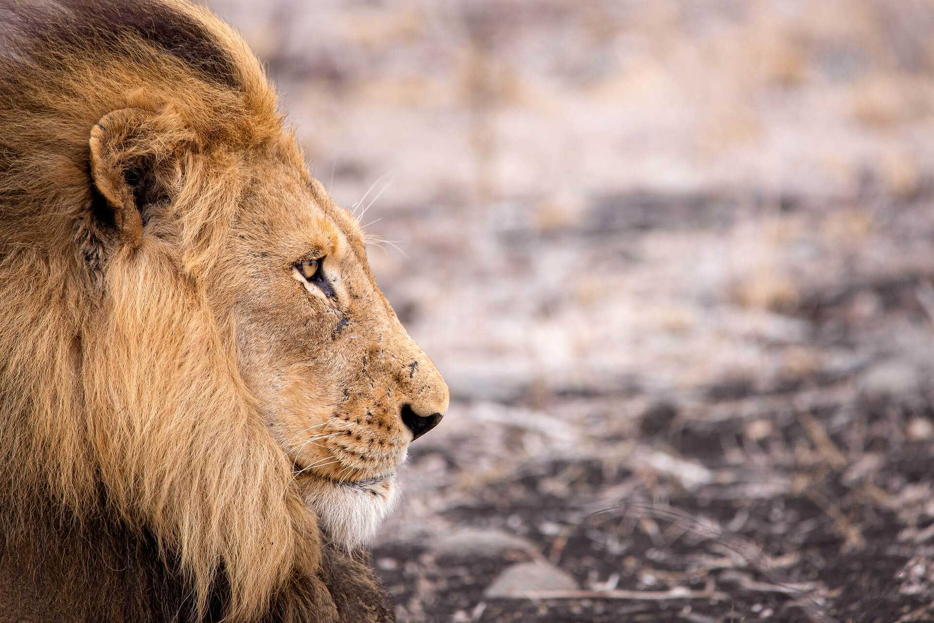 suedafrika-tiere-mietwagenrundreise-buchen-rundreise-planen-reisespezialist-mietwagenrundreise-safari