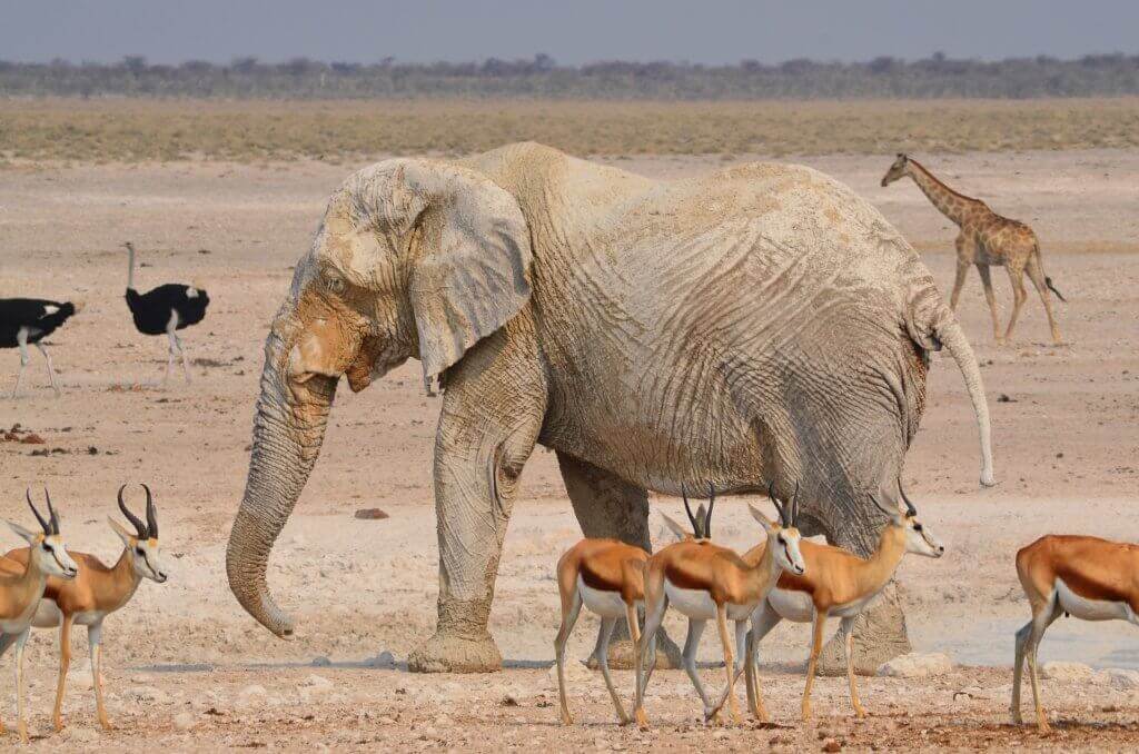 mietwagenrundreise-namibia-luxusreise-reisespezialist-namibia-wildlife-safari-gruppenreise-namibia-reise-afrika-mietwagenrundreise