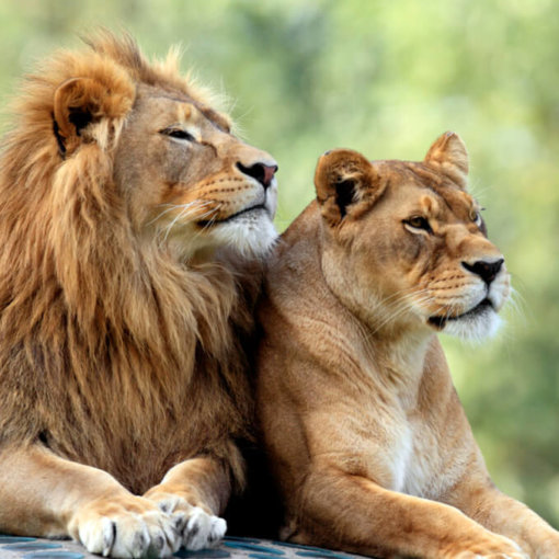 rundreise-mietwagen-wildlife-Suedafrika-individuell-Mietwagenrundreise--safari-afrika-reisespezialist-urlaub-garden-route-planen