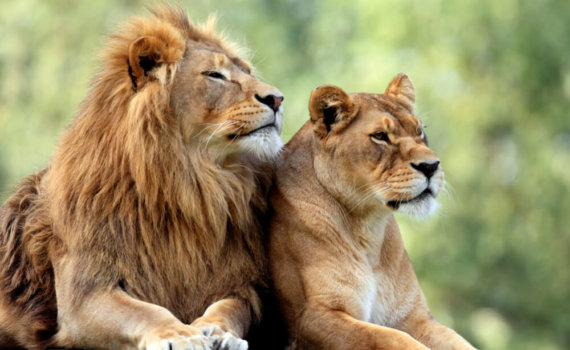 rundreise-mietwagen-wildlife-Suedafrika-individuell-Mietwagenrundreise--safari-afrika-reisespezialist-urlaub-garden-route-planen